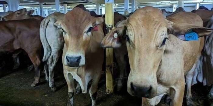 Ilustrasi/Foto: ABC Australia