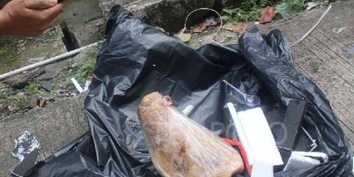 Teror terhadap Jurnalis: Dewan Pers Desak Pengusutan Pengiriman Kepala Babi ke Tempo