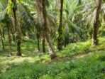 Perkebunan Sawit yang ada di Kabupaten Paser. Foto: Dok. BorneoFlash/Ardian