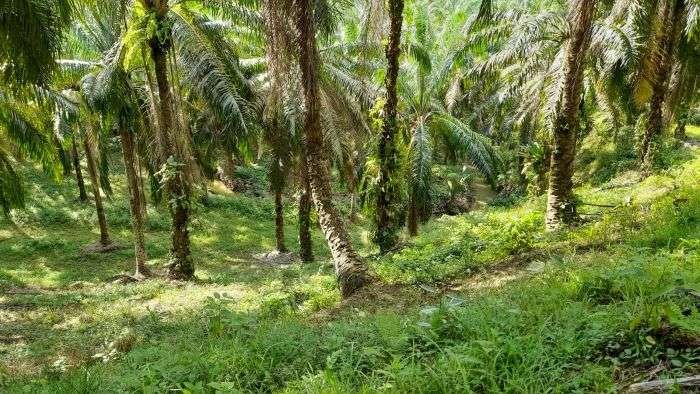 Perkebunan Sawit yang ada di Kabupaten Paser. Perkebunan Sawit yang ada di Kabupaten Paser. Foto: Dok. BorneoFlash/Ardian