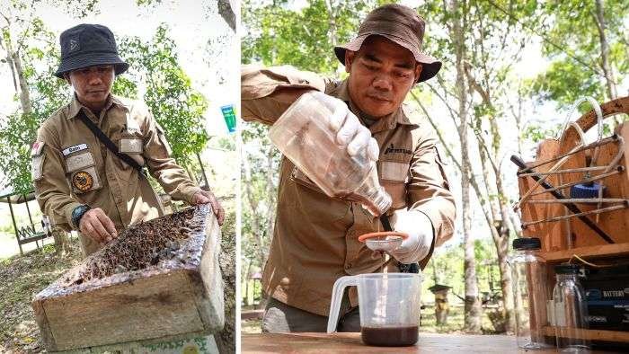Program Pengembangan Tani Hutan Kelulut Sangatta (PROLEKTA) memanfaatkan habitat lebah kelulut yang luas, program ini bertujuan untuk membantu petani hutan dalam mengelola koloni lebah sekaligus meningkatkan hasil produksi madunya. Foto: HO/PT PEP Sangatta Field