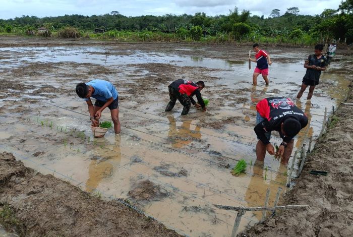 Personil Satgas TMMD 123 Kodim 0905/Balikpapan dan Warga Bahu Membahu Tanam Padi