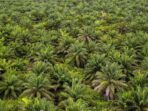 Foto: Perkebunan kelapa sawit (The Washington Post via Getty Images)