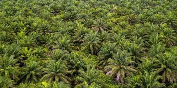 Dampak Positif Harga CPO Tinggi: Bea Keluar Sawit Melesat di Kuartal I-2025