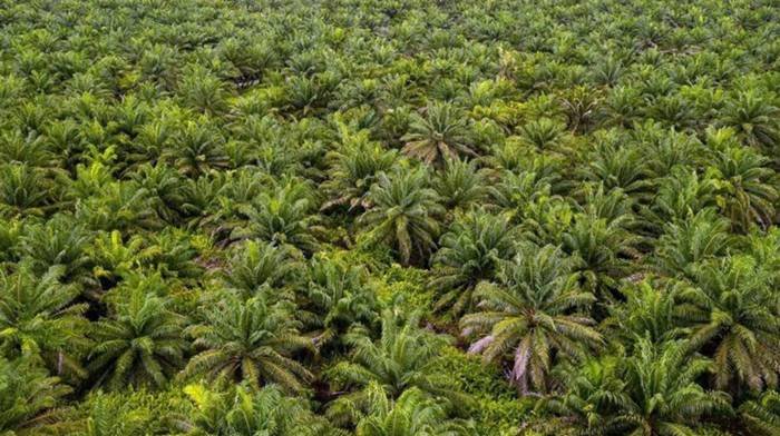 Foto: Perkebunan kelapa sawit (The Washington Post via Getty Images)