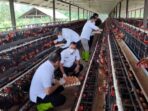 Bupati Paser, Fahmi Fadli didampingi Sekda Katsul Wijaya saat kunjungan kerja ke UPTD Pembibitan dan Perawatan Ternak Disbunak Paser di Desa Saing Prupuk, Kecamatan Batu Engau, pada Kamis siang (21/5/2025). Foto: BorneoFlash/IST
