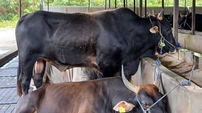 Ilustrasi, sapi jenis limosin di kandang milik salah satu penjual hewan kurban yang berlokasi di KM 12 Balikpapan. Foto: HO/BorneoFlash