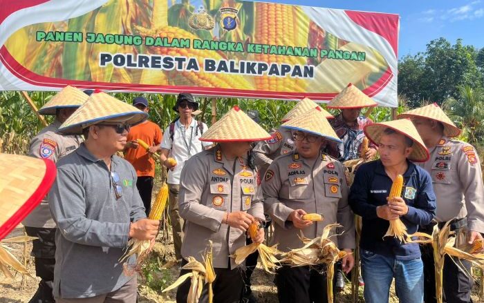 Kapolresta Balikpapan Kombes Pol Anton Firmanto, SH, SIK, MSi turun langsung memimpin panen jagung tahap kedua di ladang milik Kelompok Tani Lamaru, Kelurahan Lamaru, Balikpapan Timur. Foto: HO/Humas Polresta Balikpapan
