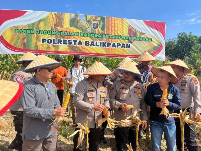 Panen Jagung Tahap 2 di Balikpapan, Kapolresta Pimpin Langsung:  Komitmen Wujudkan Swasembada Pangan Nasional