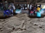 Pekerja memasukkan gabah yang sudah dikeringkan kedalam karung sebelum digiling. Foto : Rachman