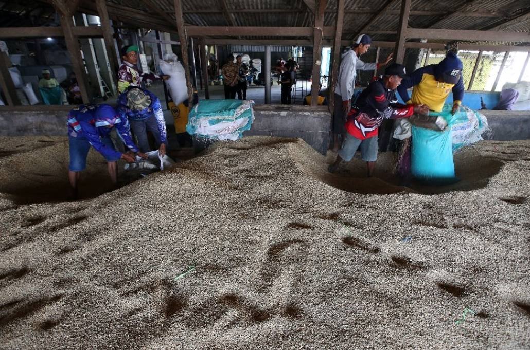 Pekerja memasukkan gabah yang sudah dikeringkan kedalam karung sebelum digiling. Foto : Rachman