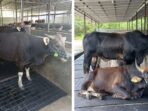 Penjualan Hewan Kurban di Balikpapan. BorneoFlash/Ardian