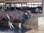 Penjualan hewan kurban sapi menjelang Hari Raya Idul Adha 1446 H. Foto: HO/BorneoFlash
