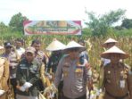 Polresta Balikpapan menggelar kegiatan Panen Raya Jagung Pipil di Kelurahan Teritip, Kecamatan Balikpapan Timur, Senin (5/5/2025). Foto: HO/Humas Polresta Balikpapan