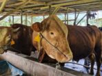 Seekor sapi jantan berbobot 680 kilogram bernama Malika terpilih sebagai hewan kurban Presiden Prabowo Subianto untuk perayaan Iduladha 1446 Hijriah di Kota Bontang. Foto: BorneoFlash/IST