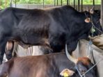 Ilustrasi, sapi jenis limosin di kandang milik salah satu penjual hewan kurban yang berlokasi di KM 12 Balikpapan. HO/BorneoFlash