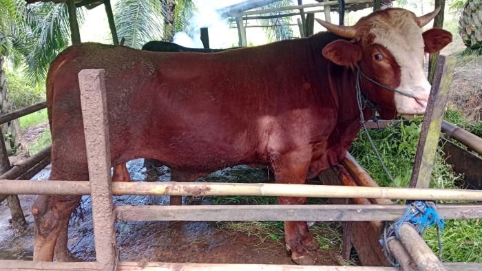 Sapi Banmas dari Presiden Prabowo Subianto untuk di qurban di Penajam Paser Utara. Foto: IST/TN-ID