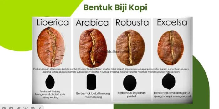 Maksimalkan Hasil Kopi Unggul: Strategi dari Pembibitan hingga Pasca Panen