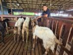 Ketua PWI Kota Balikpapan, Debi Aditya saat menerima bantuan hewan kurban dari PT KPB, pada hari Minggu (8/6/2025). Foto: BorneoFlash/PWI Balikpapan