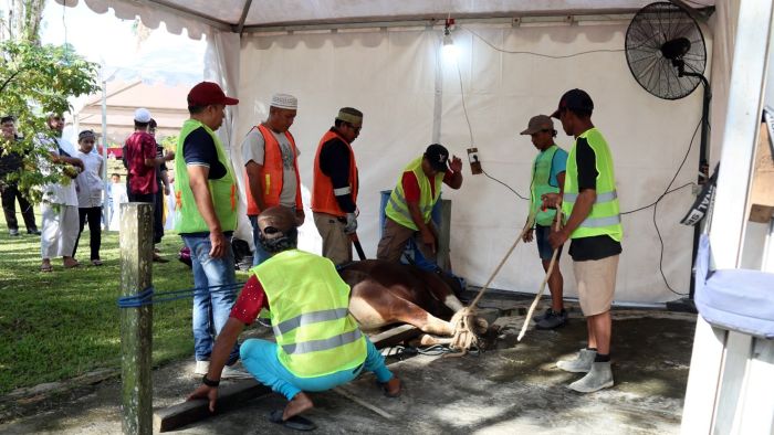 PHI di lingkungan Zona 9 Subholding Upstream Pertamina menyalurkan total 40 ekor hewan kurban yang terdiri dari 36 ekor sapi dan 4 ekor kambing ke berbagai desa, lembaga sosial, dan komunitas di sekitar wilayah operasi perusahaan di Kaltim. Foto: HO/PHI