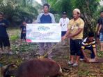 PHI di lingkungan Zona 9 Subholding Upstream Pertamina menyalurkan total 40 ekor hewan kurban yang terdiri dari 36 ekor sapi dan 4 ekor kambing ke berbagai desa, lembaga sosial, dan komunitas di sekitar wilayah operasi perusahaan di Kaltim. Foto: HO/PHI