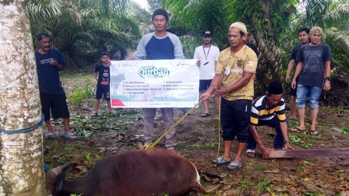 PHI di lingkungan Zona 9 Subholding Upstream Pertamina menyalurkan total 40 ekor hewan kurban yang terdiri dari 36 ekor sapi dan 4 ekor kambing ke berbagai desa, lembaga sosial, dan komunitas di sekitar wilayah operasi perusahaan di Kaltim. Foto: HO/PHI
