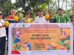 Panen Raya Melon Golden Semi Organik di Desa Sebuntal, Kecamatan Marangkayu, Kabupaten Kutai Kartanegara pada 21 Mei 2025. Foto: HO/PHKT