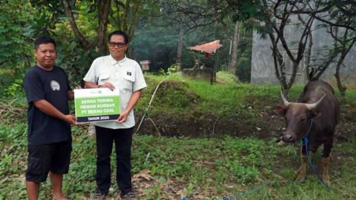 Perwakilan PT Berau Coal saat menyalurkan hewan kurban dari perusahaan dan mitra kerja kepada masyarakat di sekitar lingkar tambang. Foto: HO/HUMAS BERAU COAL