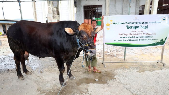 Sapi Bantuan kurban dari Presiden Prabowo Subianto untuk Masjid Nurul Muttaqin di kawasan Bumi Harapan dan Masjid Miftahul Firdaus di Kelurahan Pamaluan sekitar IKN pada Rabu (4/6/2025). Foto: HO/Humas OIKN