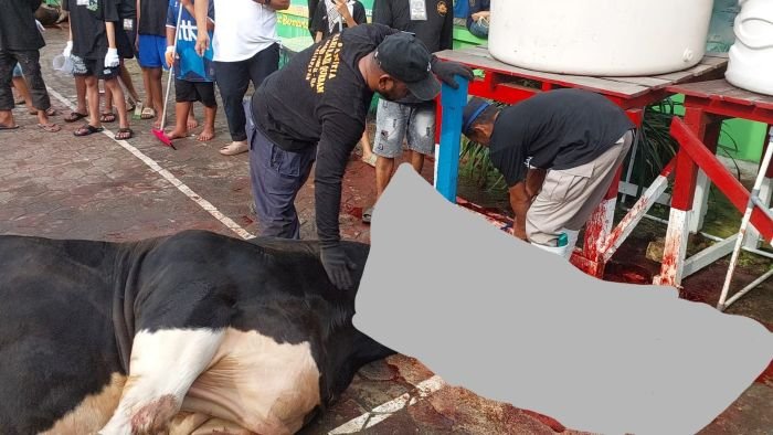Suasana pelaksanaan penyembelihan hewan kurban pada perayaan Iduladha 1446 Hijriah, di Masjid Besar Al-Ula, Kelurahan Baru Ulu, Balikpapan Barat, pada Jumat (6/6/2025). Foto: BorneoFlash/Niken Sulastri