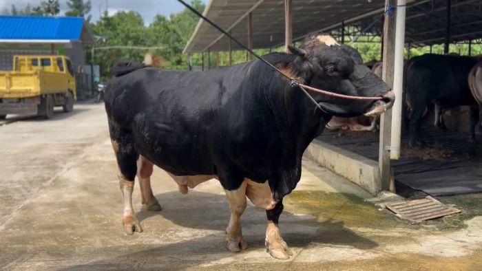 Satu ekor sapi jenis Simental berbobot 830 kilogram. Foto: BorneoFlash.com/niken sulastri
