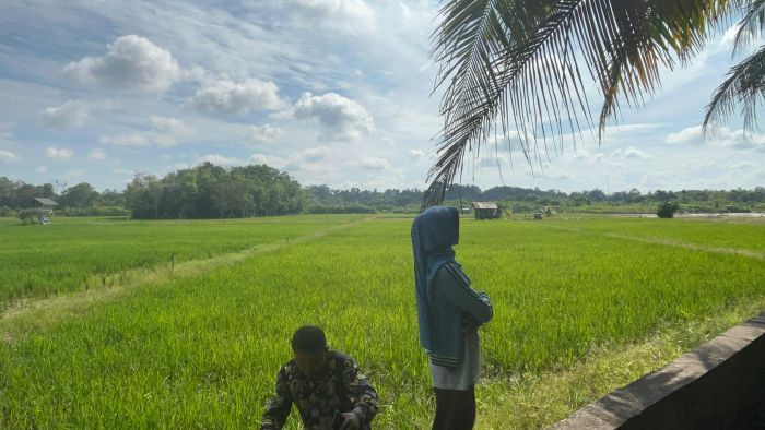 Lahan persawahan di RT 15 Gang Persawahan, Gunung Binjai, Kelurahan Teritip, Kecamatan Balikpapan Timur, pada Rabu (3/7/2025). Foto: BorneoFlash/Ardian