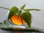 Ilustrasi. Daun Pegagan, Solusi Alami Cegah Kerusakan Hati Akibat Obat TBC. Foto: HO/Pixabay