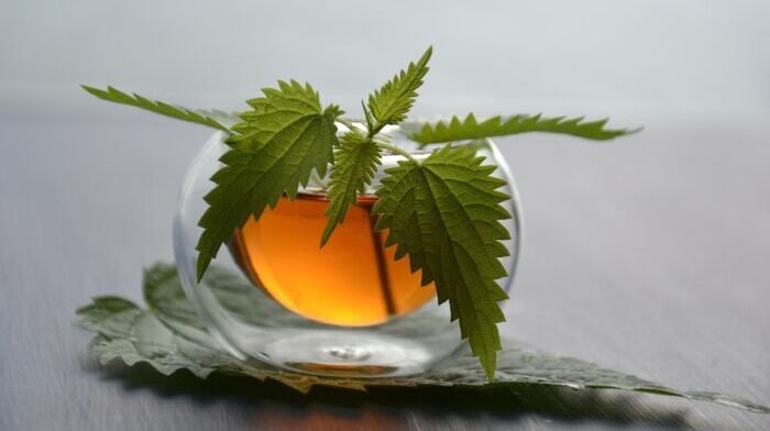 Ilustrasi. Daun Pegagan, Solusi Alami Cegah Kerusakan Hati Akibat Obat TBC. Foto: HO/Pixabay