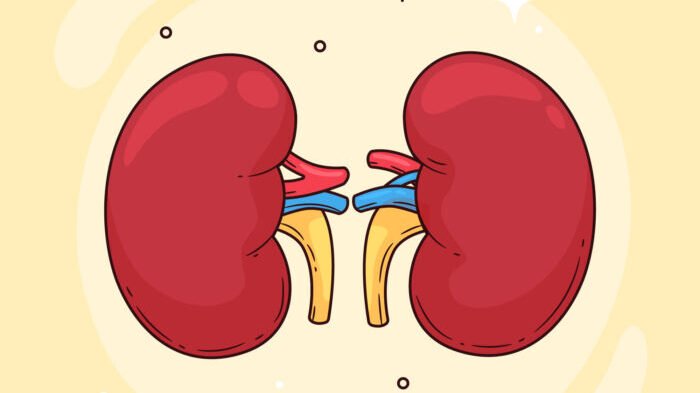 Ilustrasi. Ginjal. Foto: Freepik