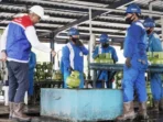 PT Pertamina Patra Niaga Regional Kalimantan menyalurkan kebutuhan energi berupa LPG bersubsidi 3 kg kepada masyarakat di Kaltim. Foto: HO/Pertamina Patra Niaga