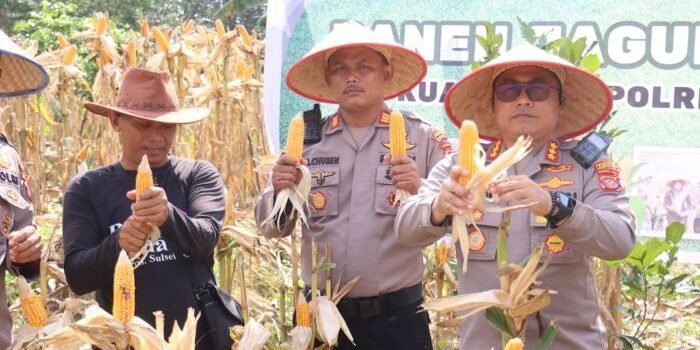 Kapolresta Balikpapan Kombes Pol Anton Firmanto, SH, SIK, MSi, bersama Satgas Ketahanan Pangan Polresta Balikpapan Kelompok Tani Km 12 Panen Raya Jagung di area KM 12, pada Kamis (11/9/2025). Foto: HO/Humas Polresta Balikpapan 