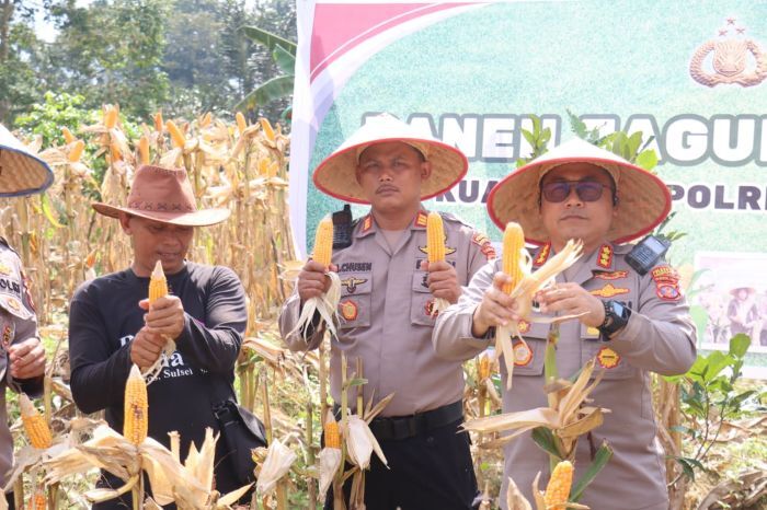 Polresta Balikpapan Panen Raya Jagung, Dorong Ketahanan Pangan dan Kesejahteraan Petani Lokal