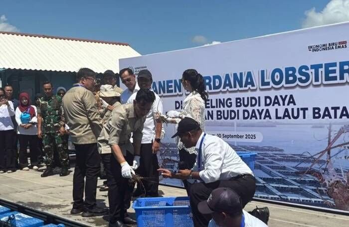 Wakil Presiden Gibran Rakabuming Raka melakukan panen budidaya lobster di Balai Perikanan Budidaya Laut di Batam, Kepulauan Riau, Rabu (10/9/2025). FOTO : ANTARA/Mentari Dwi Gayati. Wakil Presiden Gibran Rakabuming Raka melakukan panen budidaya lobster di Balai Perikanan Budidaya Laut di Batam, Kepulauan Riau, Rabu (10/9/2025). FOTO : ANTARA/Mentari Dwi Gayati.