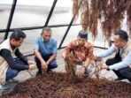Program TJSL bertajuk Electrifying Marine – Pengembangan Budidaya Rumput Laut, yang menempatkan Tihi-Tihi sebagai contoh pusat rumput laut modern di Kalimantan Timur. Foto: HO/PLN UIP KLT