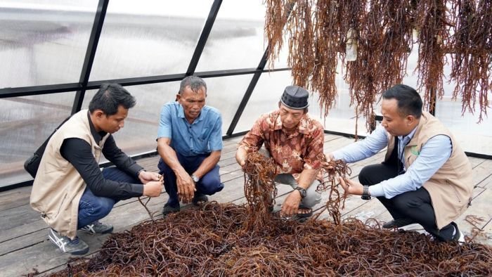 Program TJSL bertajuk Electrifying Marine – Pengembangan Budidaya Rumput Laut, yang menempatkan Tihi-Tihi sebagai contoh pusat rumput laut modern di Kalimantan Timur. Foto: HO/PLN UIP KLT