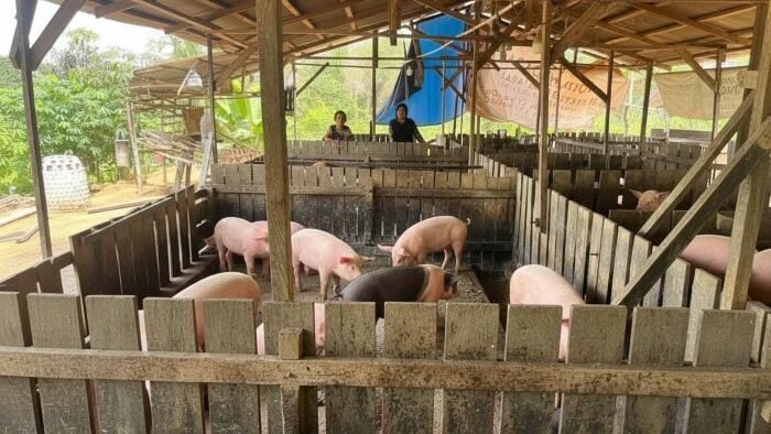 Aktivitas ternak babi di Tenggarong Kukar menjelang Natal. Foto: BorneoFlash/Ernita Sriana