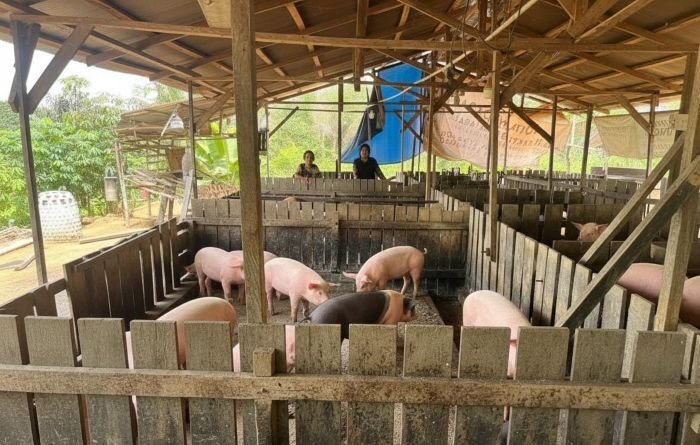 Saat Pasar Bergejolak, Peternak Babi Menjaga Ritme Jelang Natal