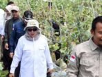 Wakil Ketua Komisi II DPRD PPU, Sujiati saat menghadiri undangan panen raya di kebun melon milik Bumdes Sesulu, pada Rabu (26/11/2025). Foto: BorneoFlash/IST