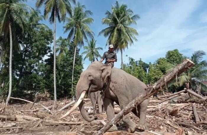 Seekor gajah sedang mengangkut puing kayu pasca banjir bandang dari pemukiman penduduk di Kabupaten Pidie Jaya, Aceh. FOTO : ANTARA/HO-Kemenhut