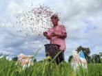 Seorang petani memupuk tanaman padinya menggunakan pupuk subsidi jenis urea bercampur phonska di area persawahan Desa Pancaitana, Kecamatan Salomekko, Kabupaten Bone, Sulawesi Selatan. FOTO: ANTARA/Andri Saputra/bar.