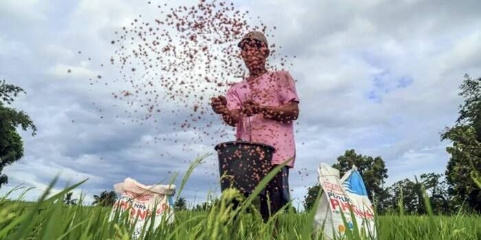 Seorang petani memupuk tanaman padinya menggunakan pupuk subsidi jenis urea bercampur phonska di area persawahan Desa Pancaitana, Kecamatan Salomekko, Kabupaten Bone, Sulawesi Selatan. FOTO: ANTARA/Andri Saputra/bar.