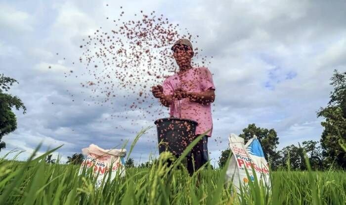 Seorang petani memupuk tanaman padinya menggunakan pupuk subsidi jenis urea bercampur phonska di area persawahan Desa Pancaitana, Kecamatan Salomekko, Kabupaten Bone, Sulawesi Selatan. FOTO: ANTARA/Andri Saputra/bar.