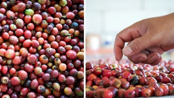 Proses pascapanen memegang peranan krusial dalam menjaga konsistensi rasa dan aroma kopi. Foto: HO/Humas Otorita IKN