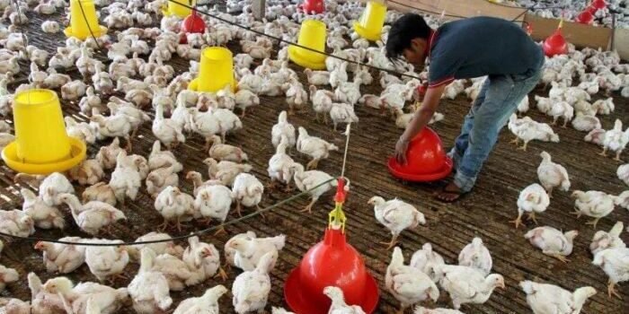Danantara Mulai Proyek Peternakan Ayam Terintegrasi Rp20 Triliun
